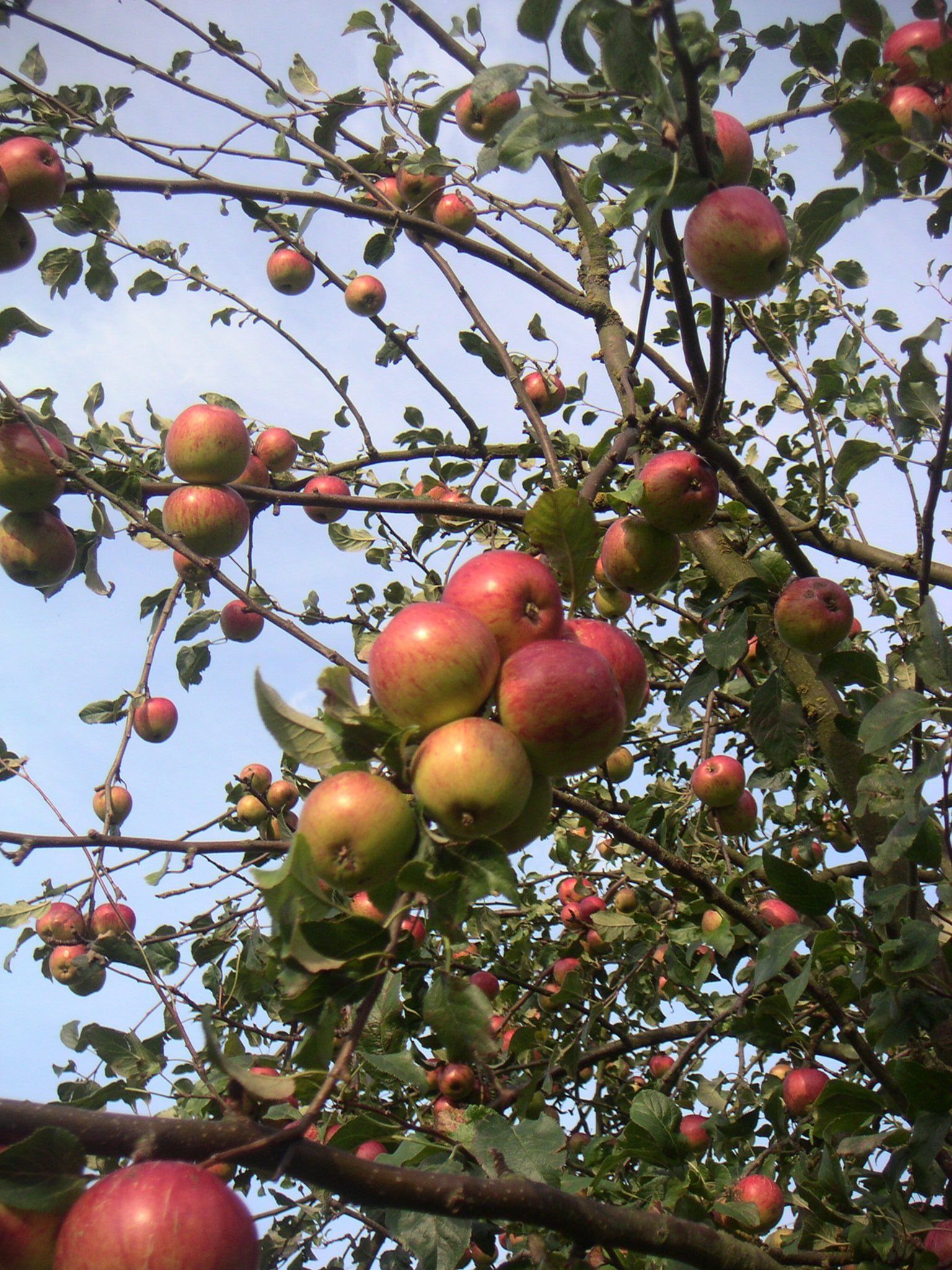 Apples in the orchard in the walled garden at Ingleby Manor