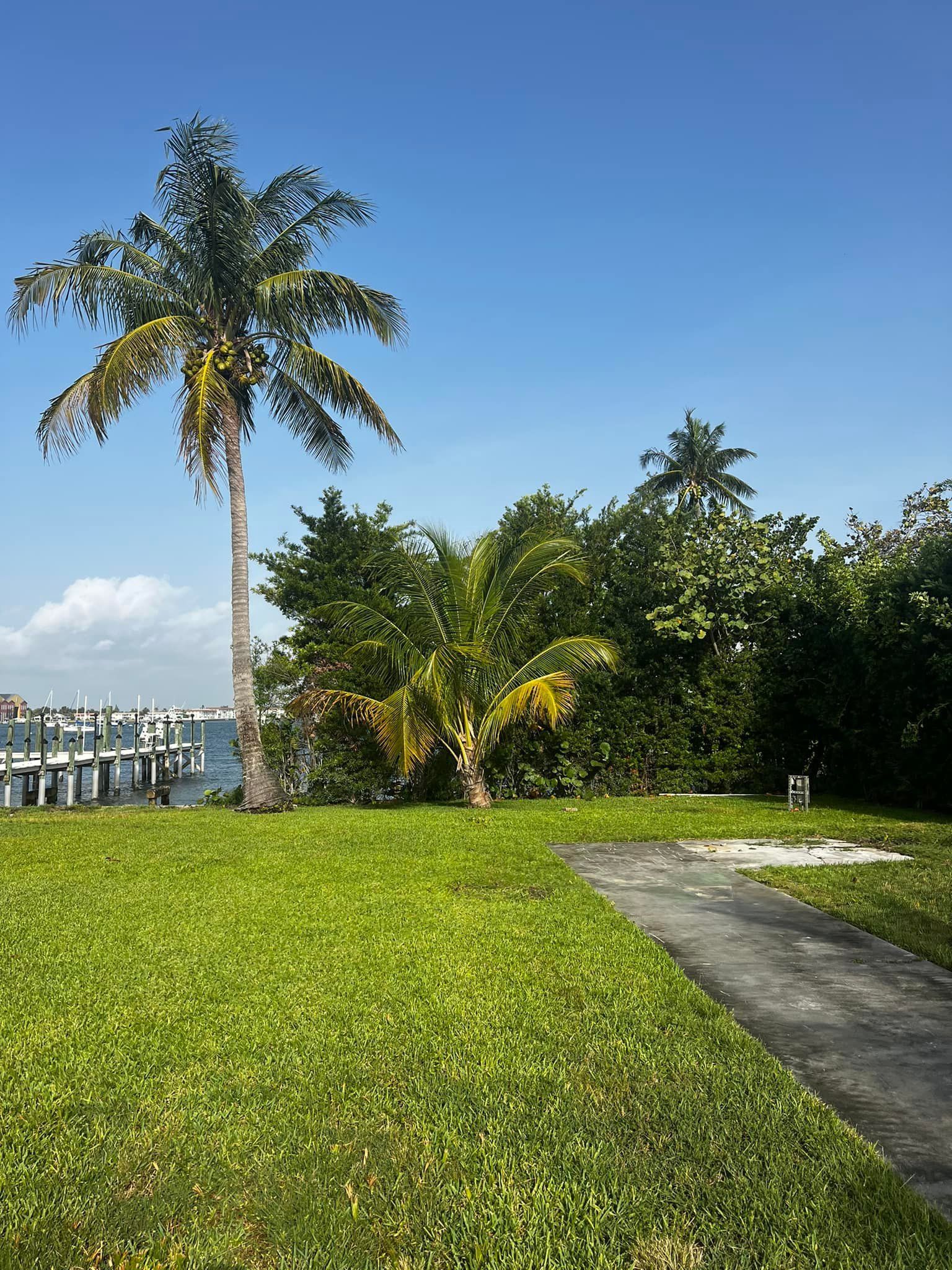 Lush green lawn next to a black fence and gate, sunny day.