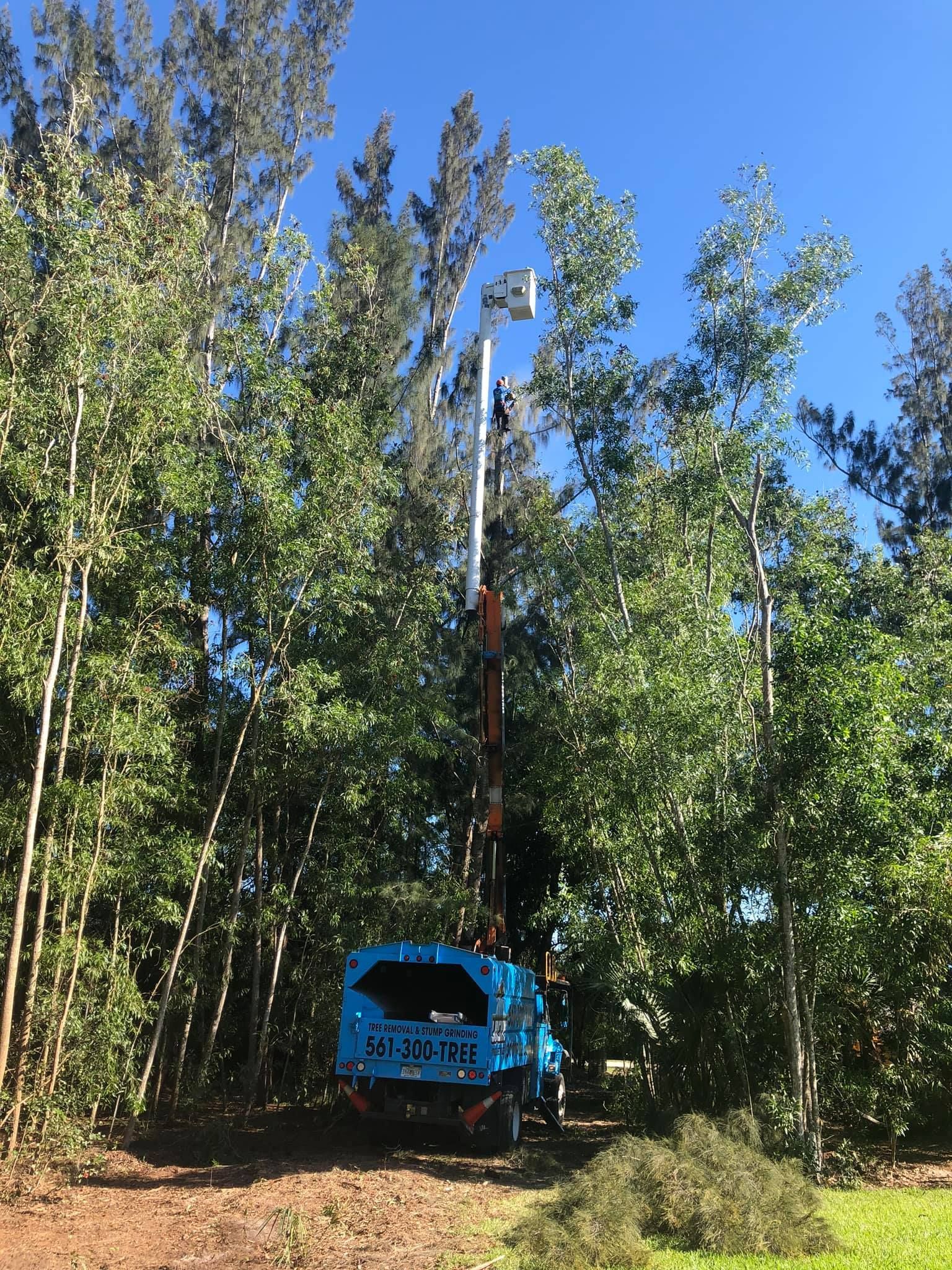 Commercial Tree Services