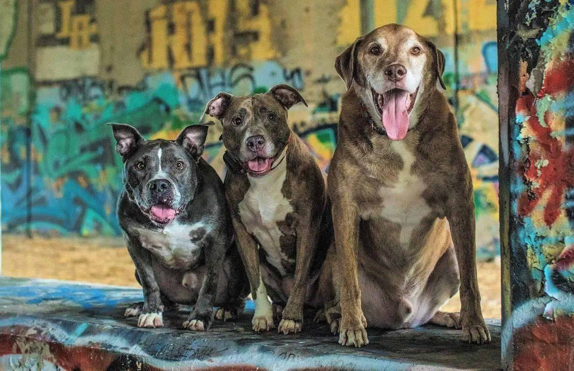 Three dogs are sitting next to each other in front of a graffiti wall.