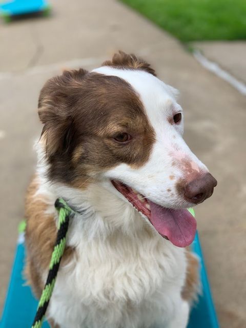 A brown and white dog with its tongue hanging out