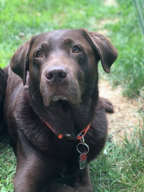 A brown dog is laying in the grass and looking at the camera.