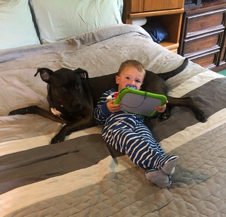 A little boy laying on a bed next to a dog holding a tablet