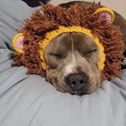 A brown dog is sitting in the grass with its tongue hanging out.