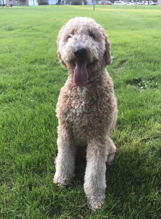 A brown dog is sitting in the grass with its tongue hanging out.