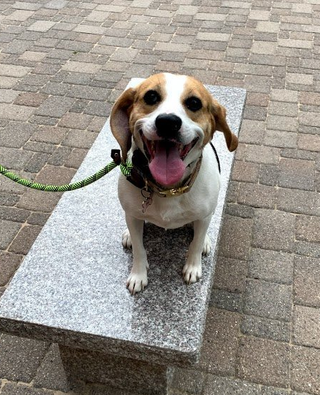 A brown and white dog is sitting on a stone bench