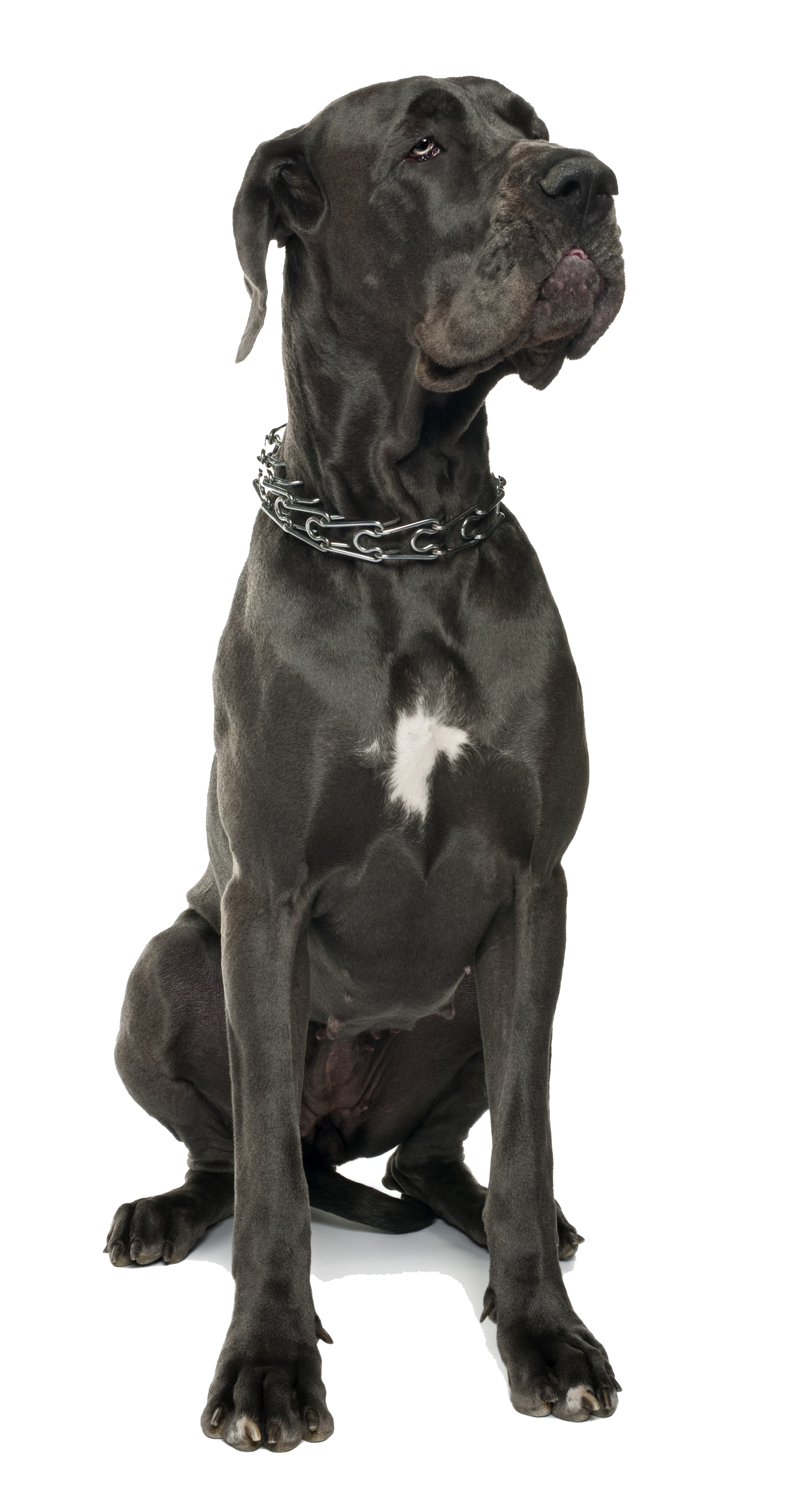 A black and white dog is sitting in front of a white background.