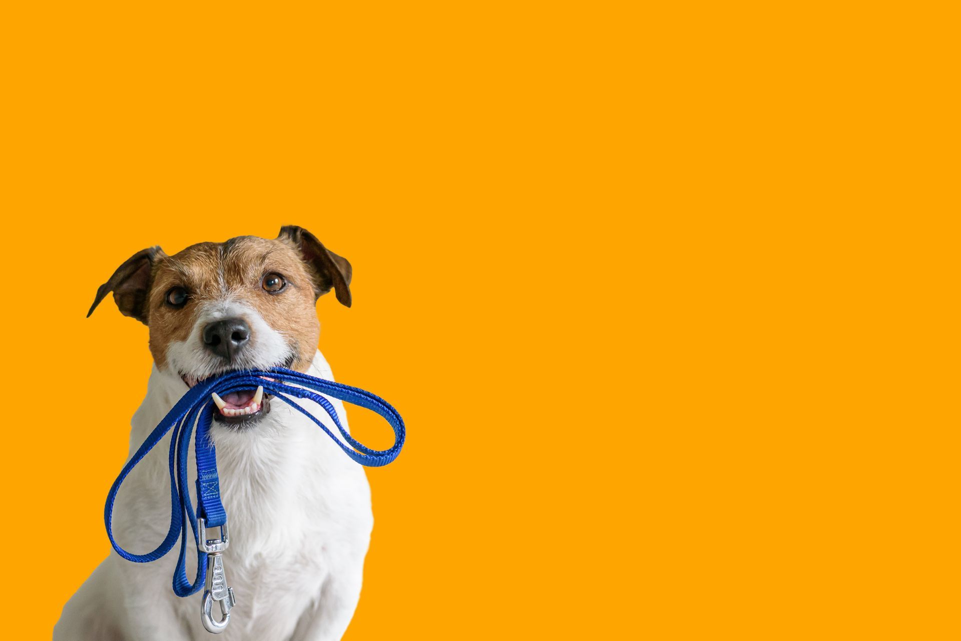 A dog is holding a blue leash in its mouth.