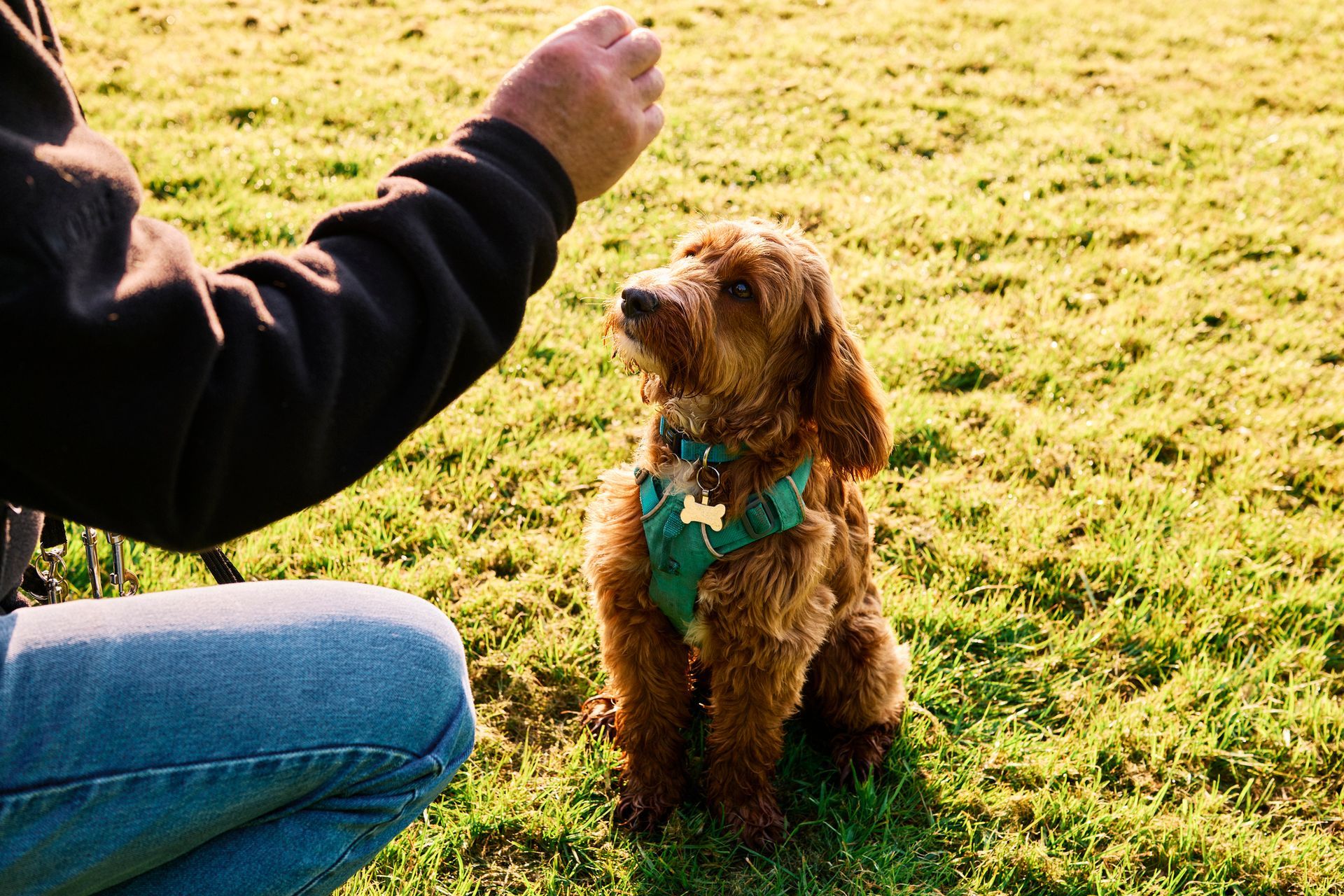 A dog is holding a leash in its mouth on a pink background.