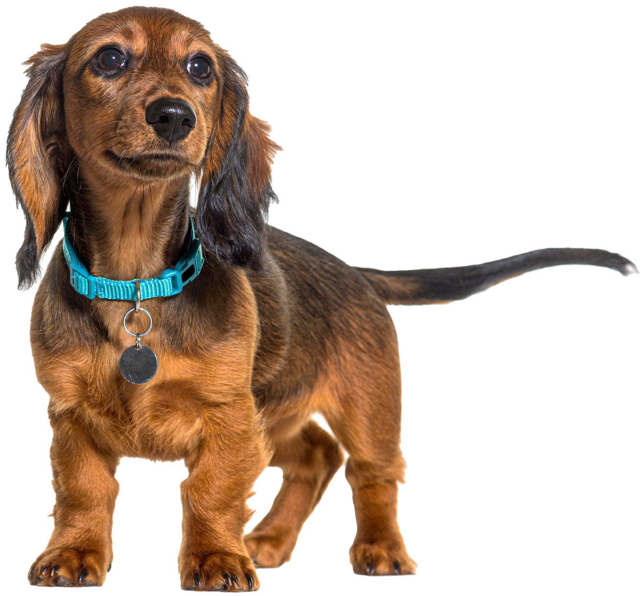 A cocker spaniel puppy is sitting in front of a white background.