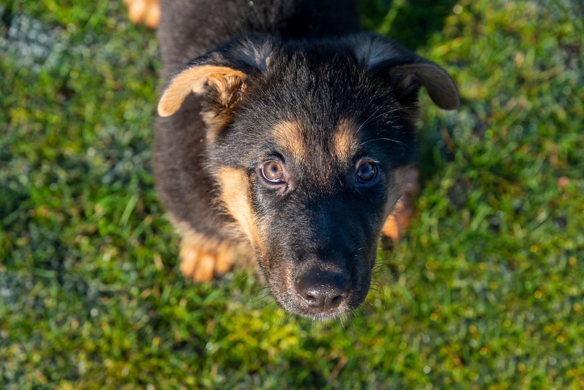 A german shepherd puppy is looking up at the camera in the grass.