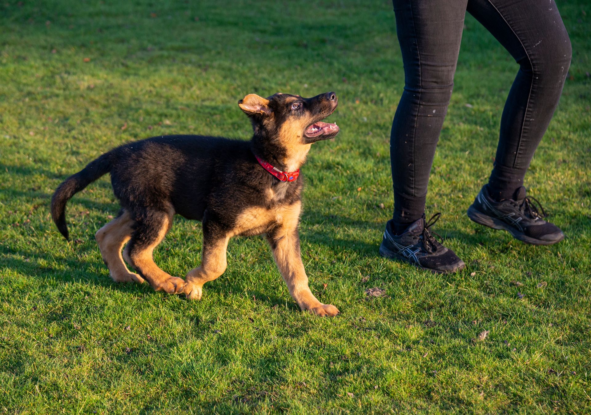 A person is walking a German Shepherd puppy in the grass.