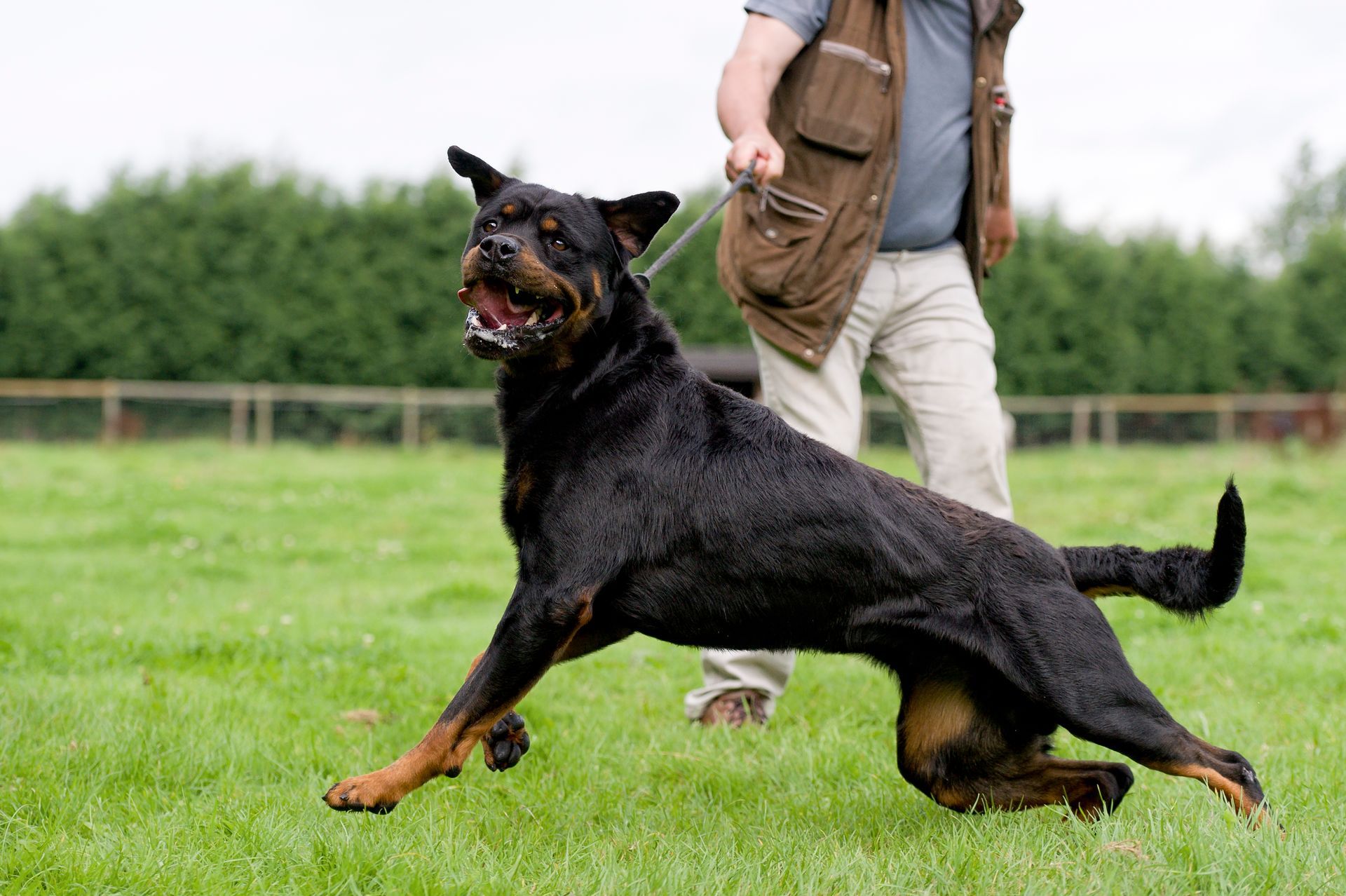 A man is petting a brown dog with its tongue hanging out.
