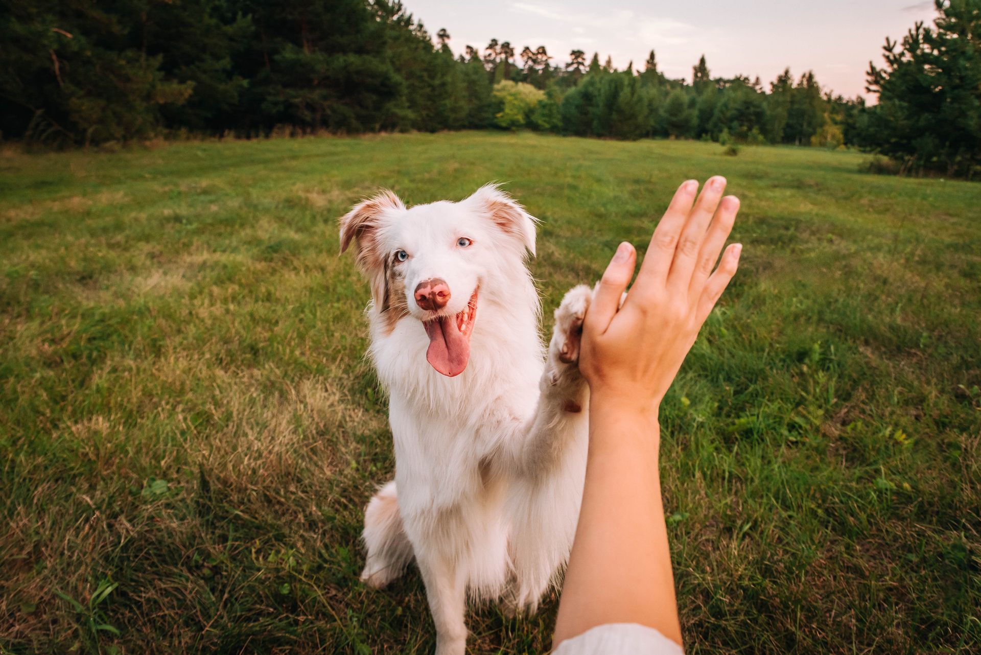 A man is kneeling down next to a dog on a leash.