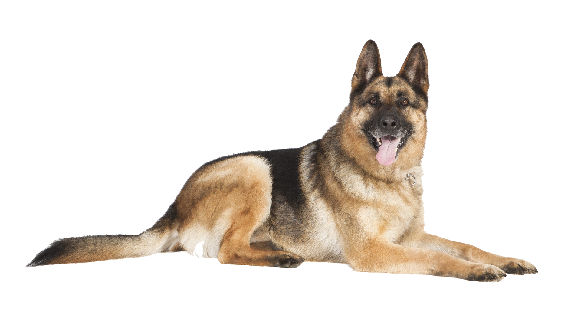 A small dog is standing on its hind legs next to a large dog