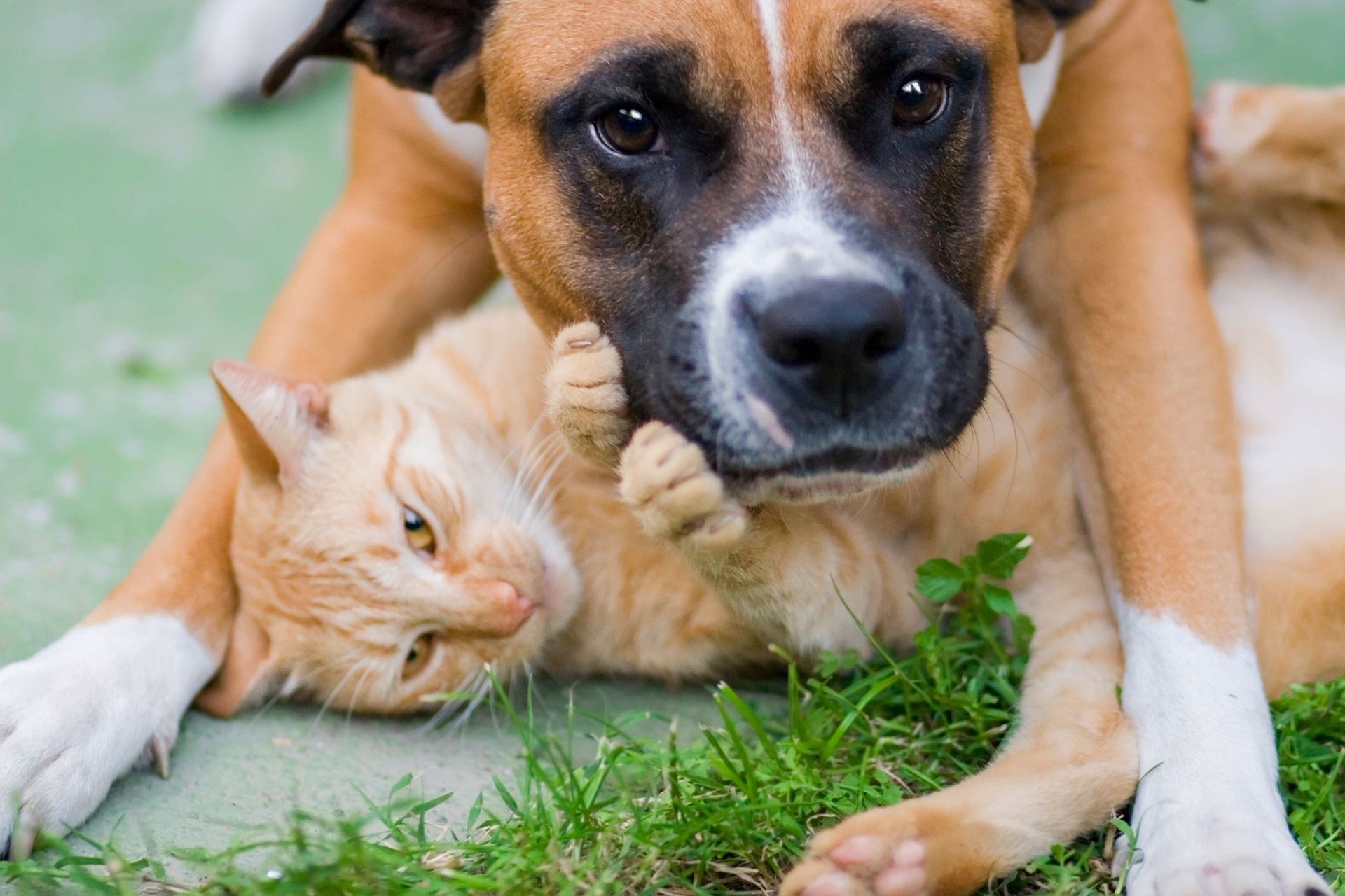 A border collie and a puppy are playing in the grass.