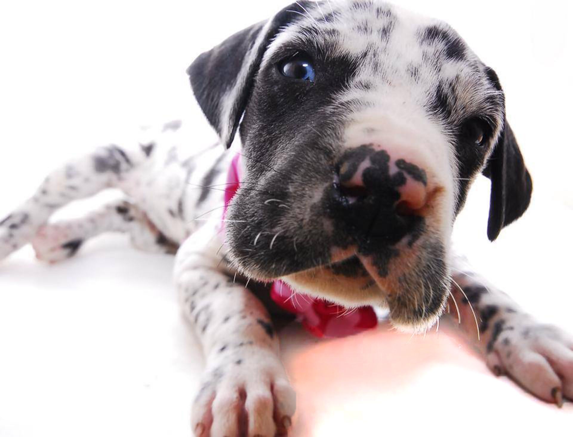 A golden retriever puppy is laying in the grass.