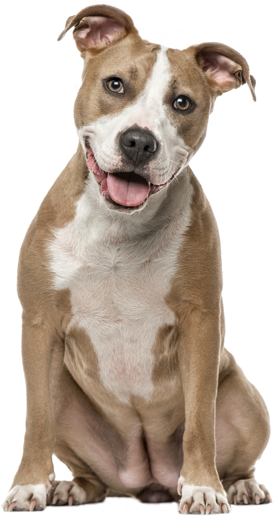 A brown and white dog is sitting in front of a white background.
