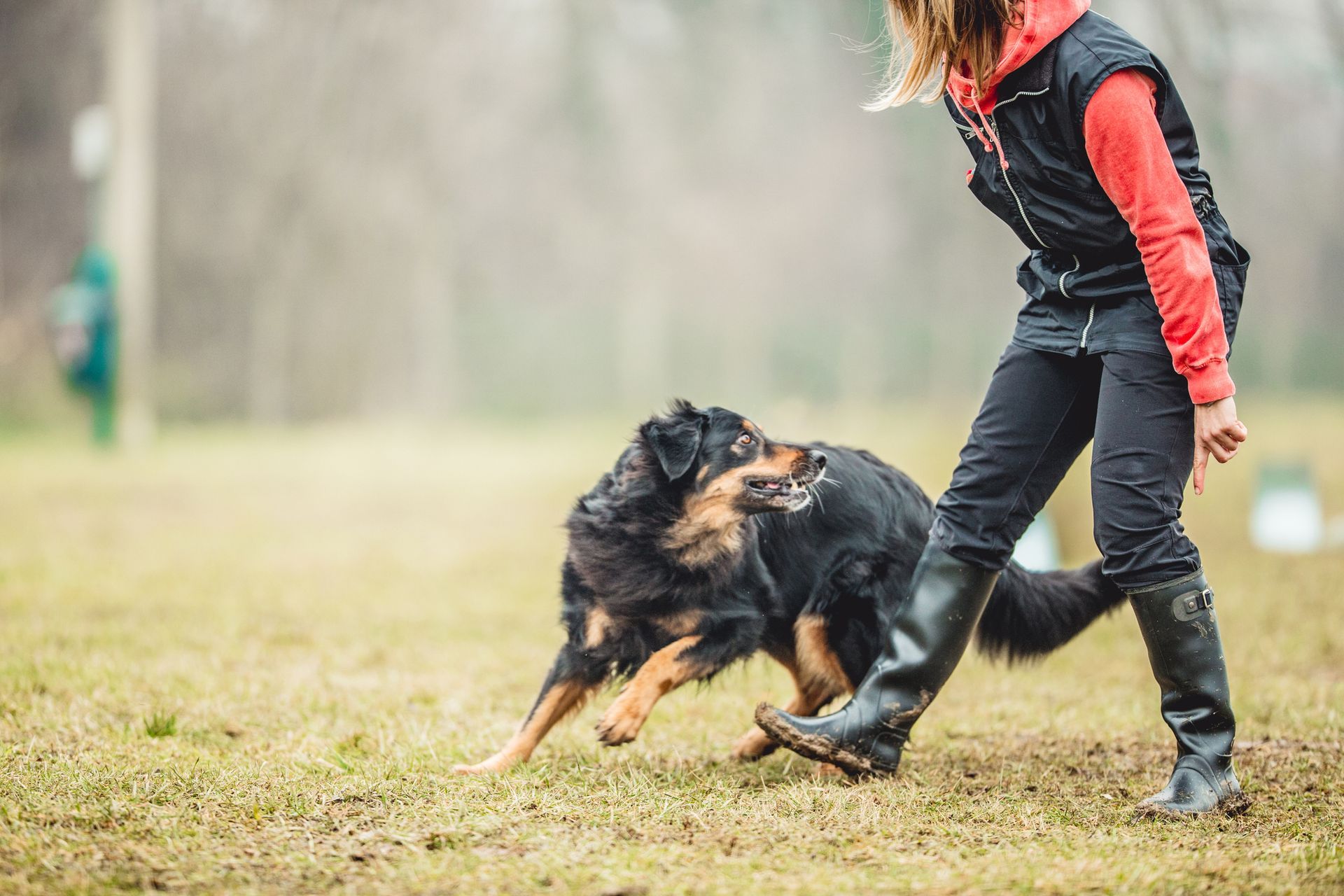 A dog is chewing on a purple toy in the grass.