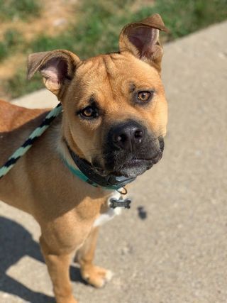 A brown dog is standing on a sidewalk on a leash.