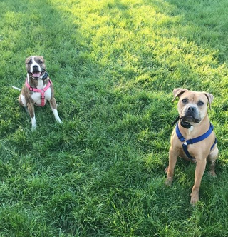 Two dogs are sitting on top of a lush green field.
