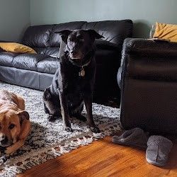 A brown dog is standing on a sidewalk on a leash.