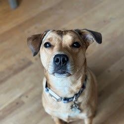A brown dog is standing on a sidewalk on a leash.