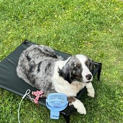 A brown dog is sitting in the grass with its tongue hanging out.