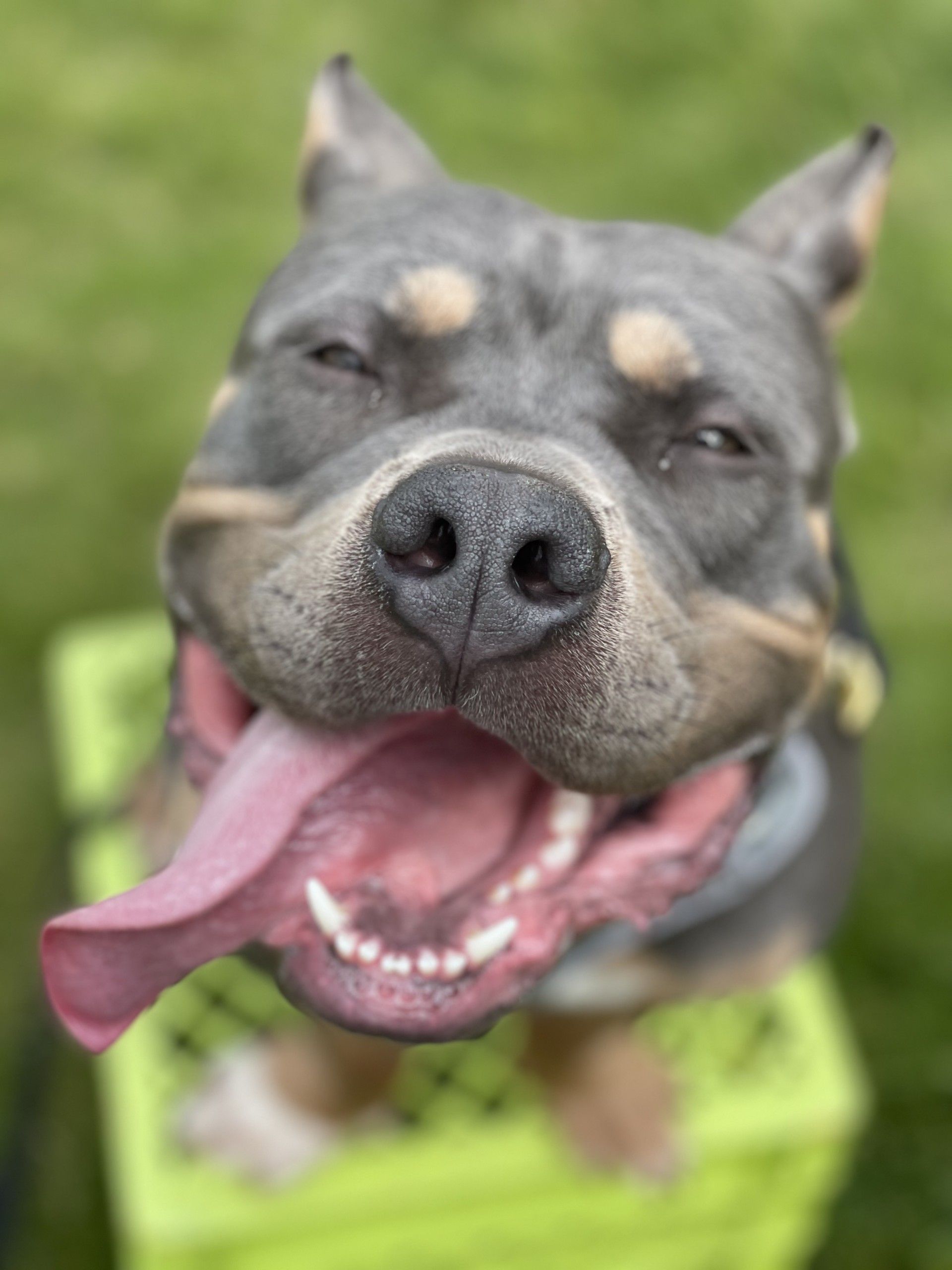 Three dogs are sitting next to each other in front of a graffiti wall.