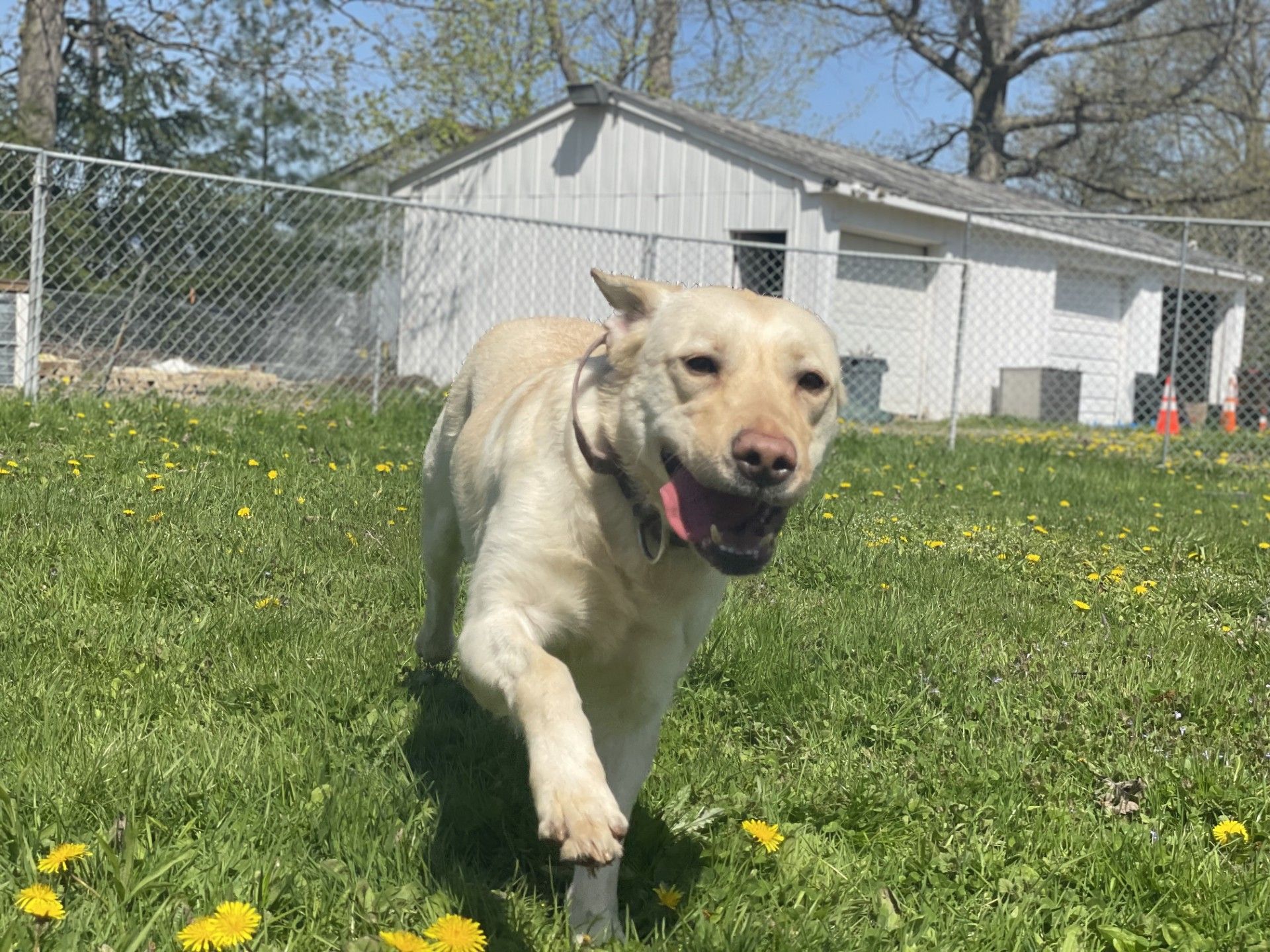 A black and white dog is running through a grassy field.