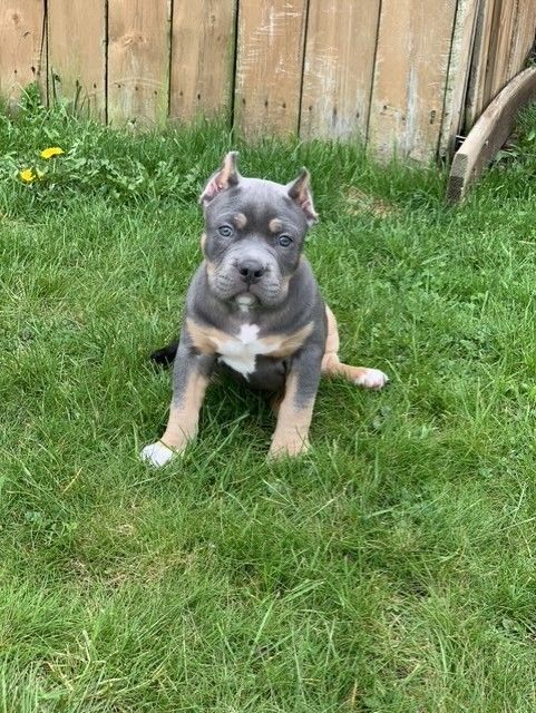 A white and brown puppy is running in the grass.