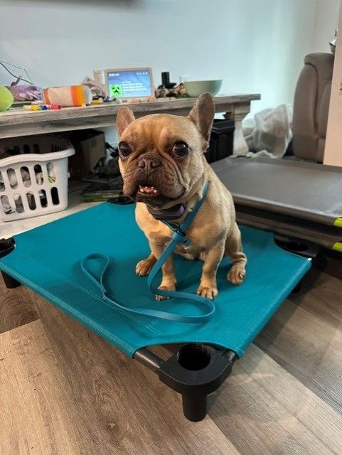 A black and white dog is running through a grassy field.