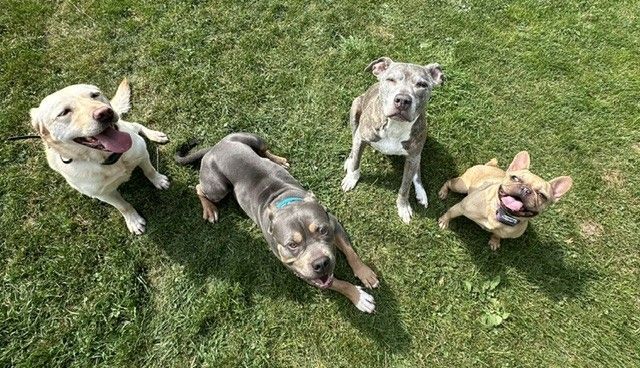 A husky puppy is giving a high five to a person.