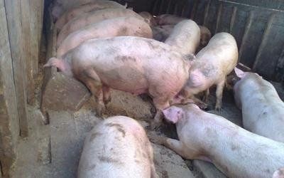 Allevamento di suini