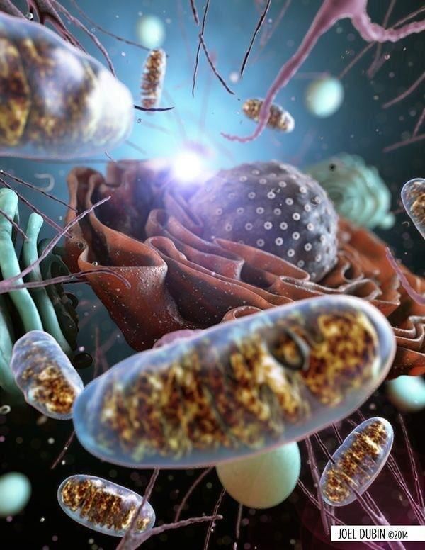 Una imagen generada por computadora de una célula con mitocondrias.
