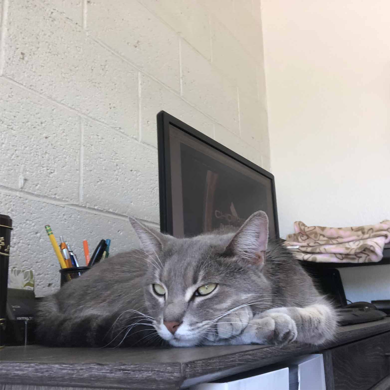 Arizona Pet — Cat Lying Down in Mesa, AZ