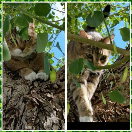 Pet — Cat on Tree in Mesa, AZ
