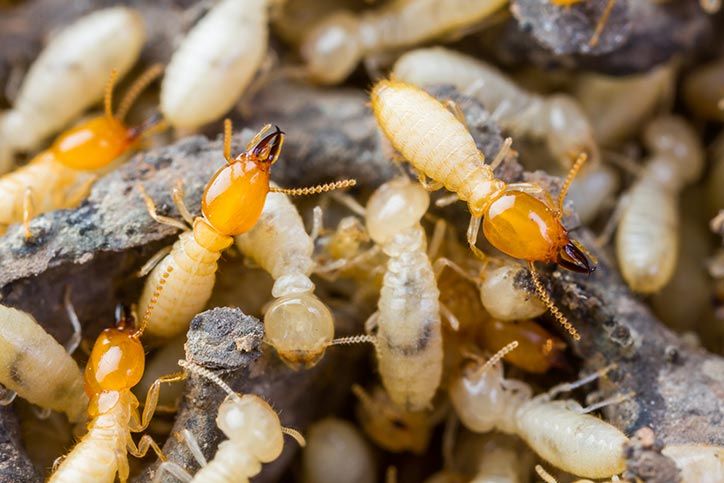Stored Product Pests — White Ants in San Clemente, CA