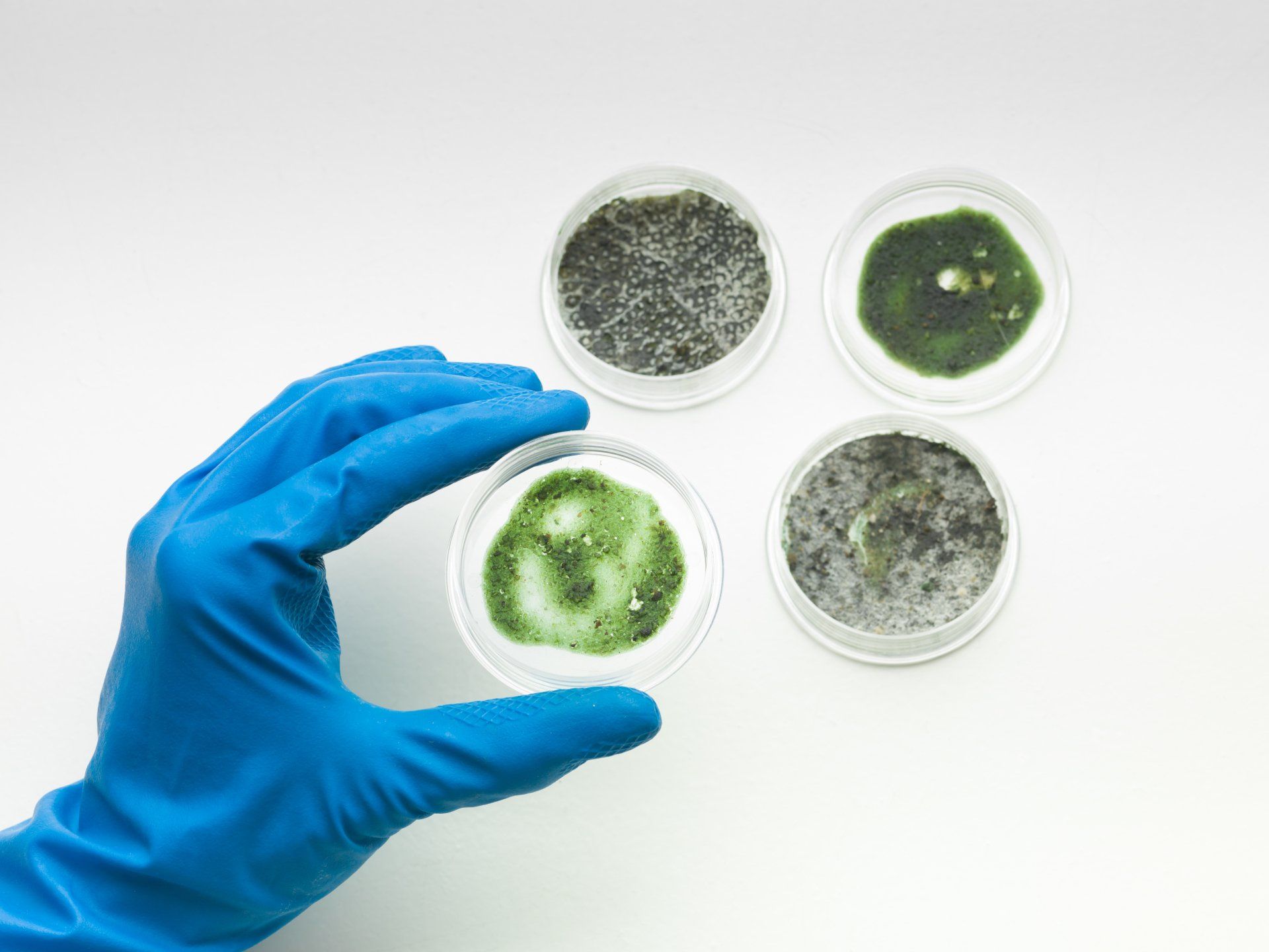 Mold Testing Virginia Beach VA A Comprehensive Guide