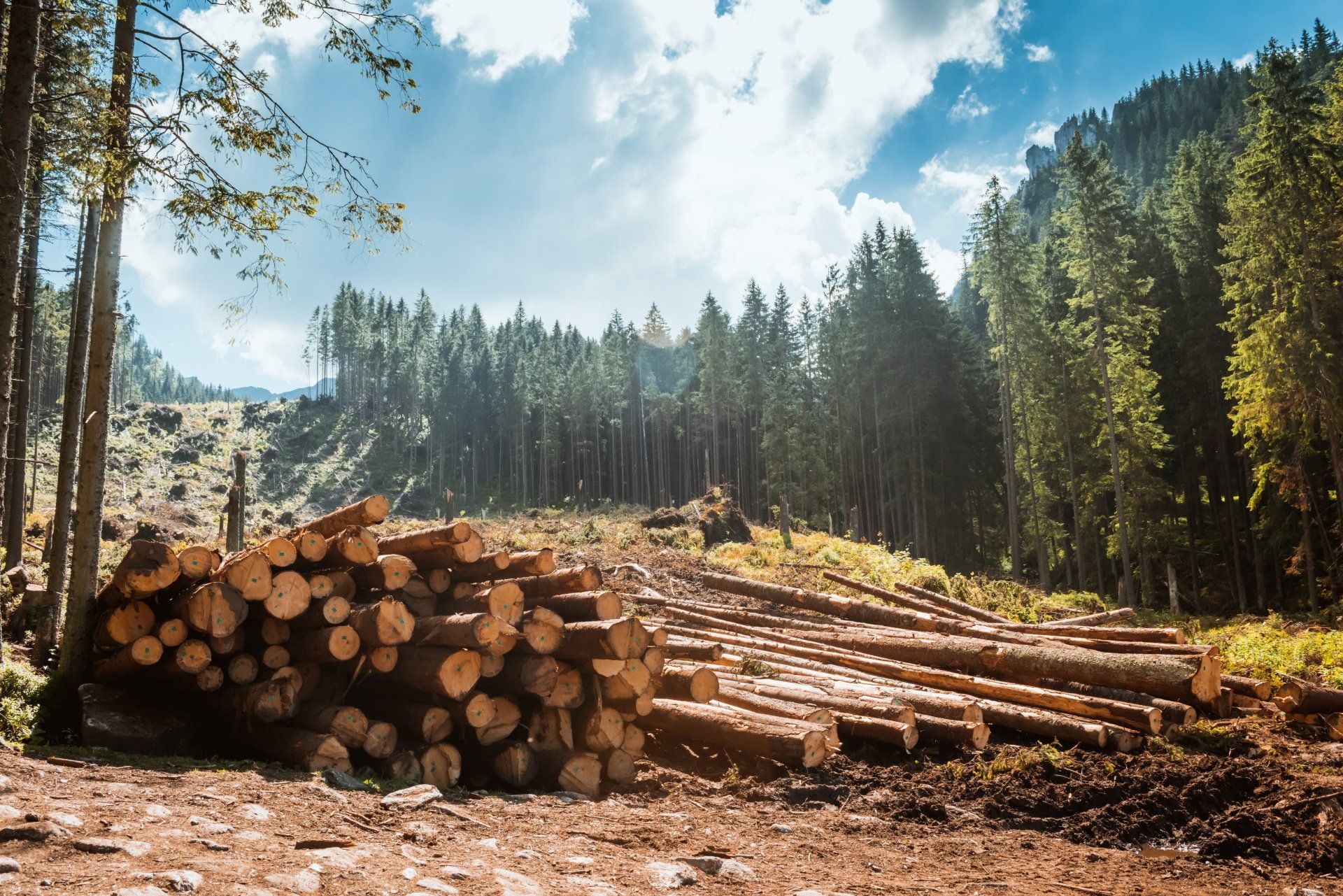 Neatly stacked logs of various sizes and shades, lined along a serene forest road, surrounded by lush green trees.