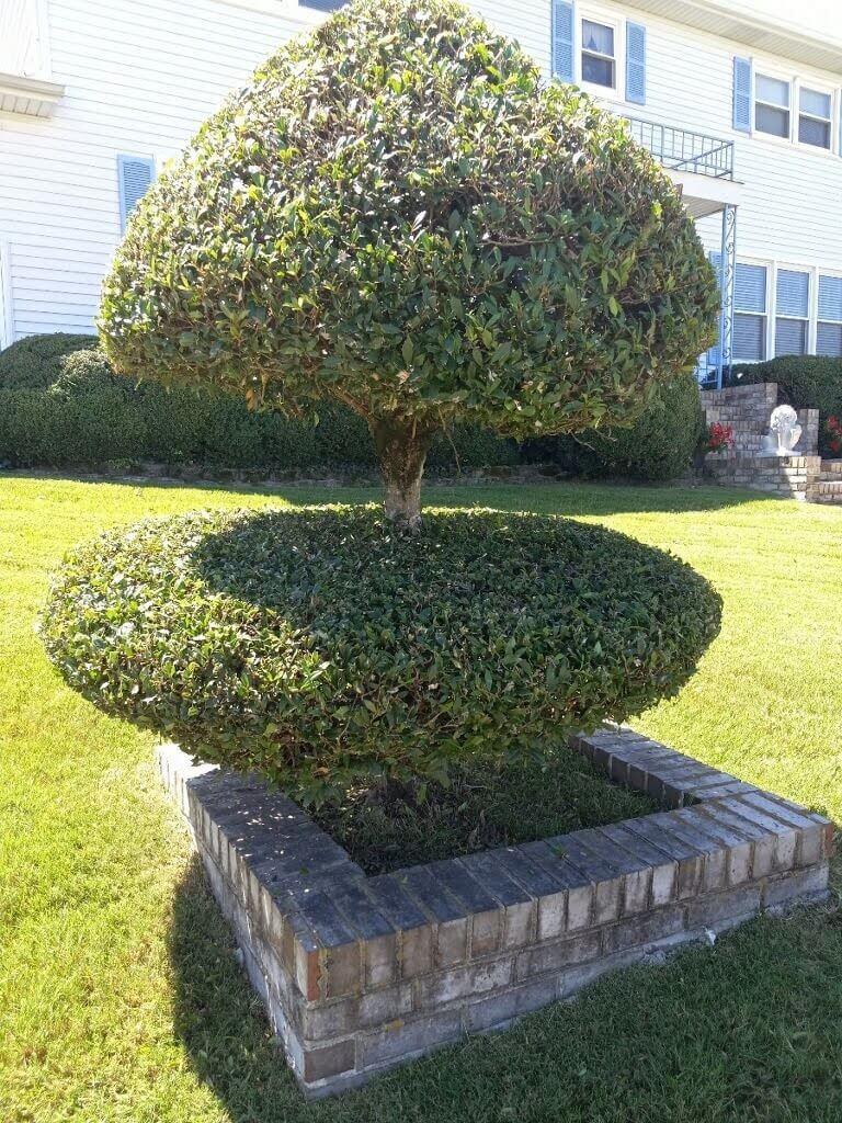 Hedge Trimming