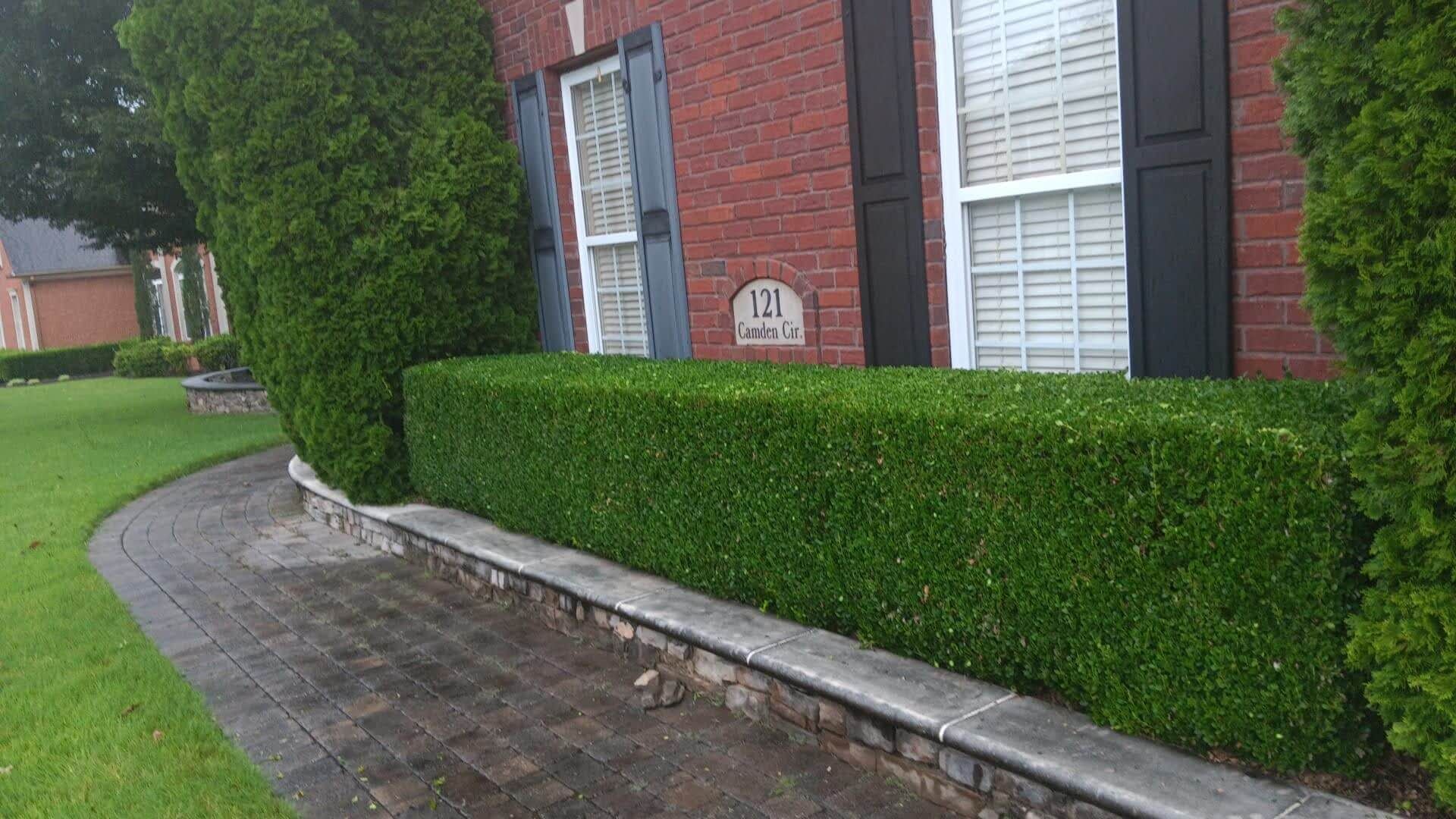 Hedge Trimming after