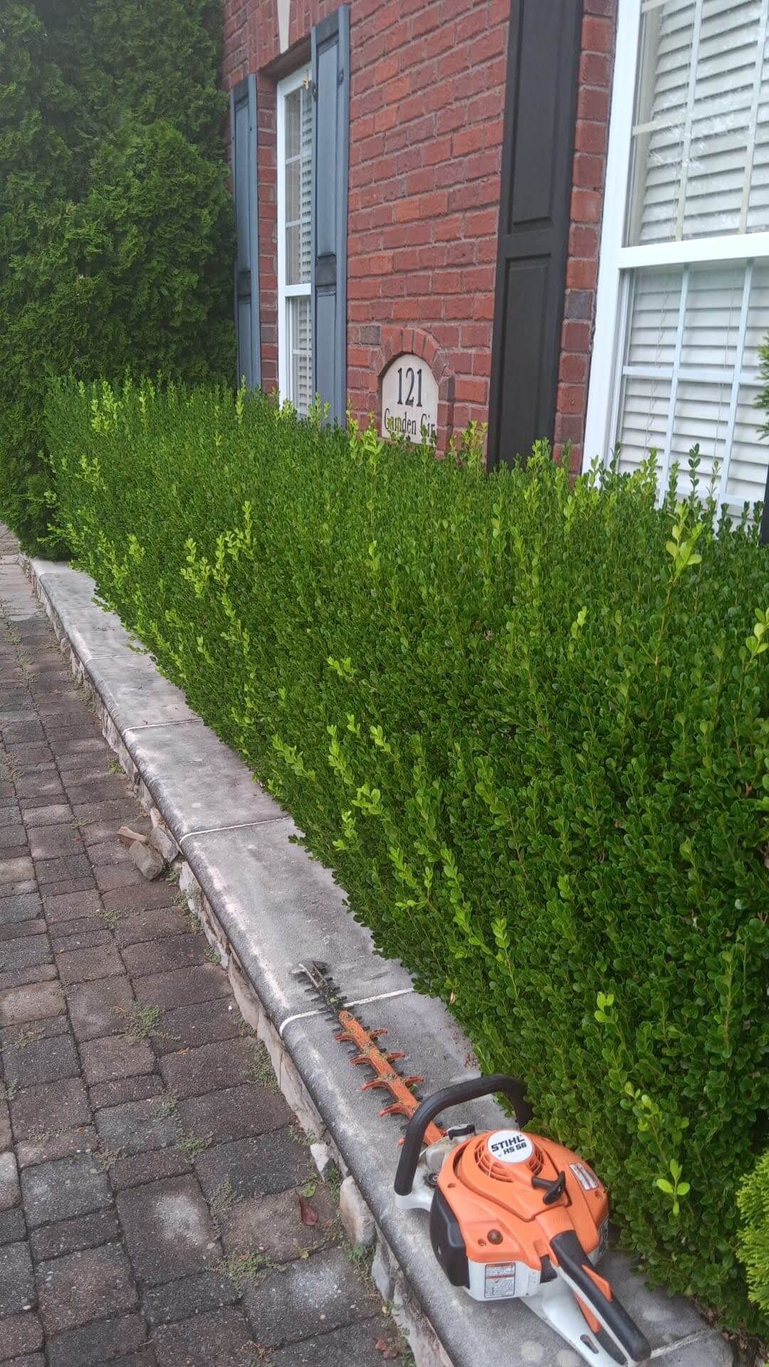 Hedge Trimming Before