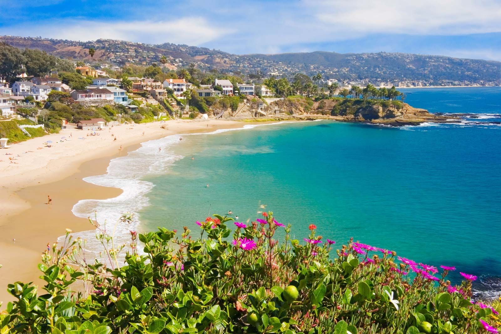 A view of a beach from a cliff with flowers in the foreground.