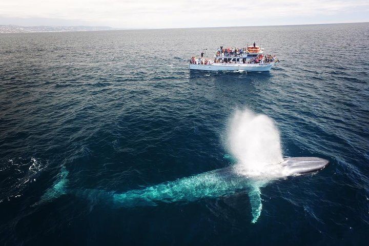 A large blue whale is swimming in the ocean next to a boat.