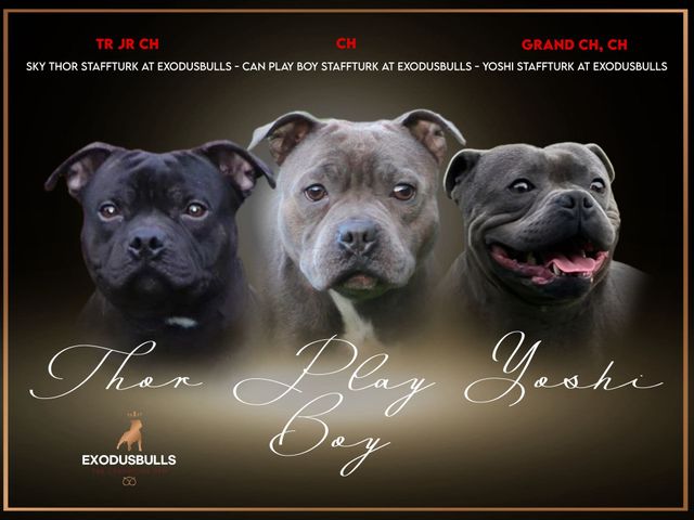 Champion staffordshire hot sale bull terrier breeders