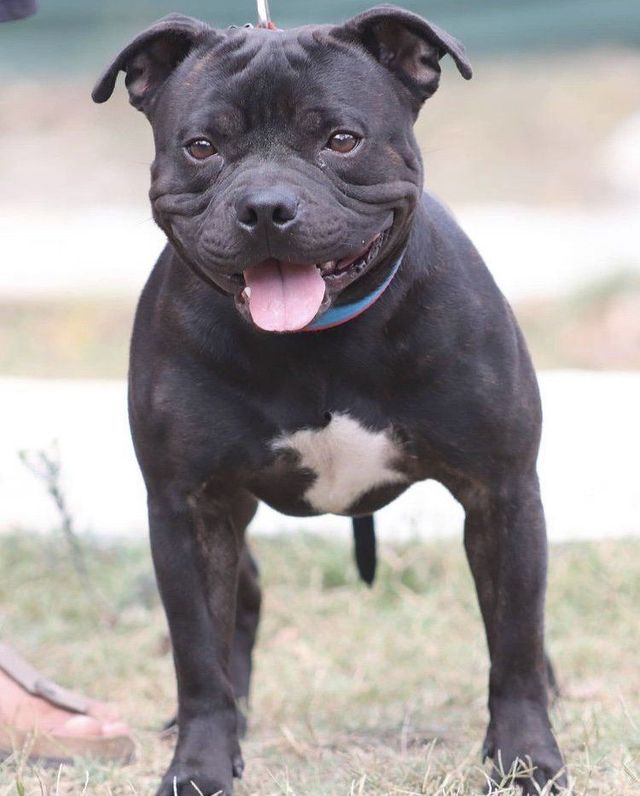 Stormbull solo staffordshire bull hot sale terrier