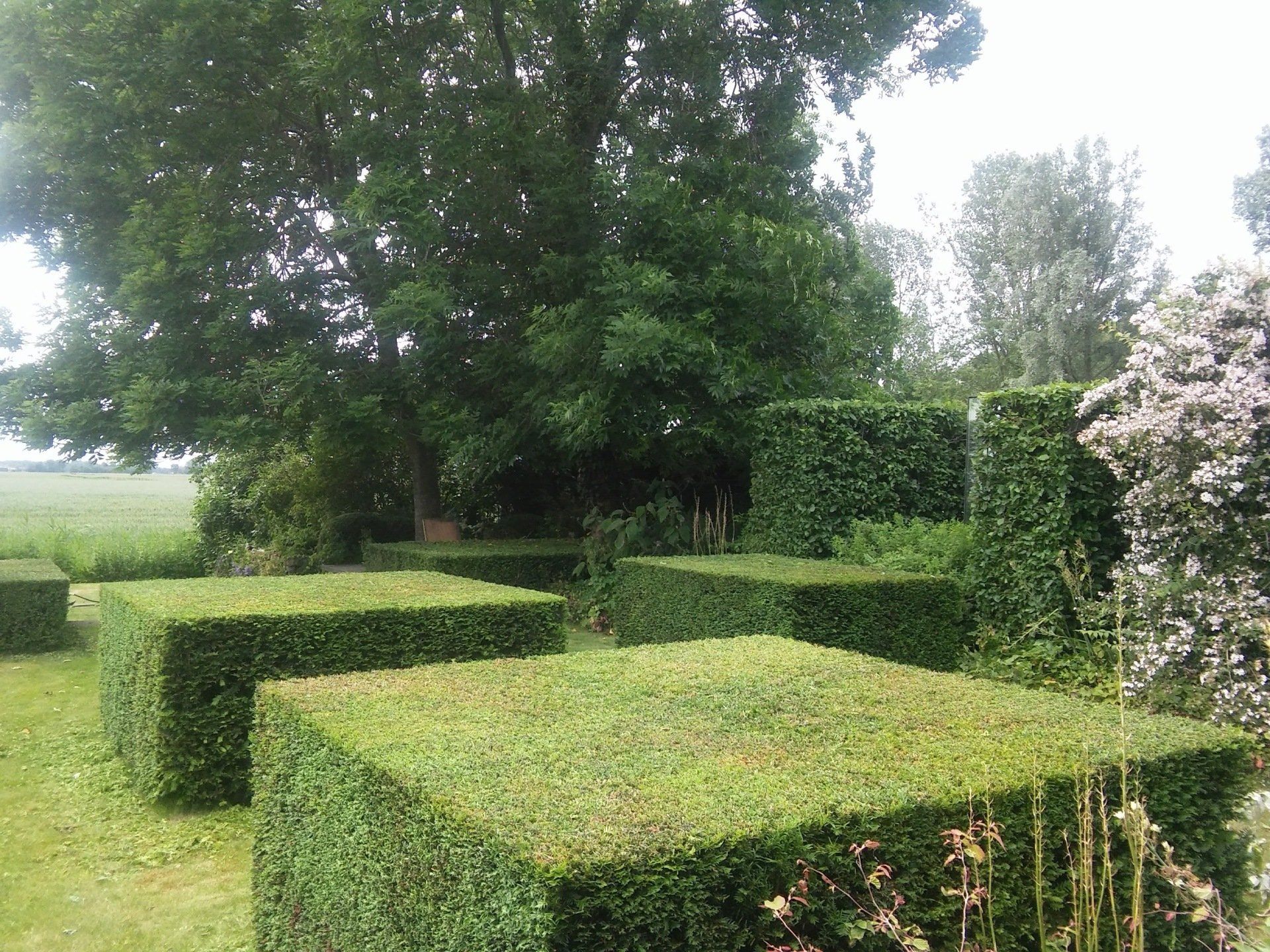 Achtertuin met markante taxusblokken
