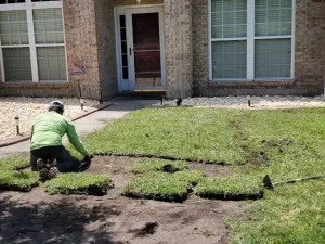 Man laying sod in front yard near a brick house. Green grass and patches of dirt visible.