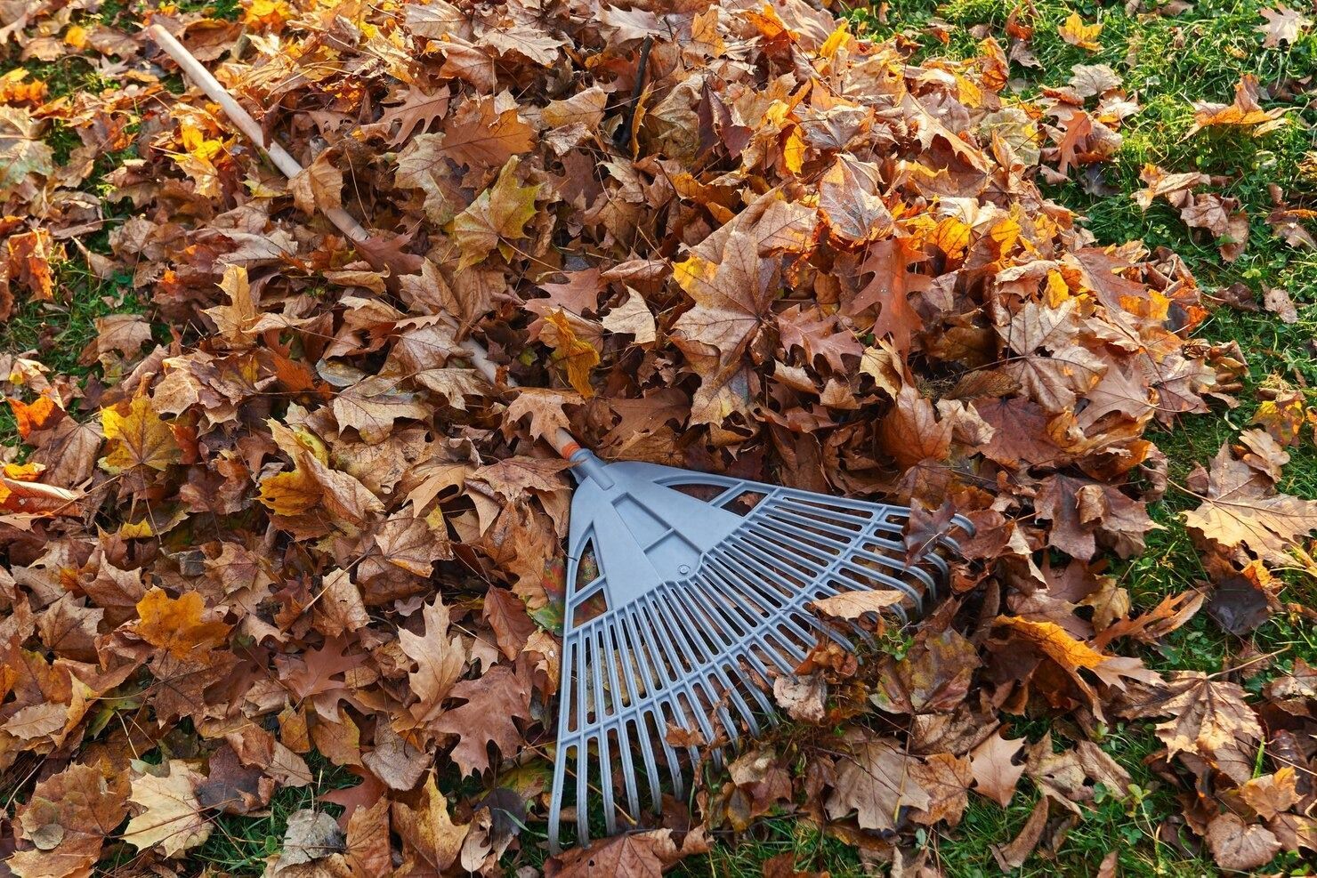 Rake in a pile of brown and yellow autumn leaves on green grass.